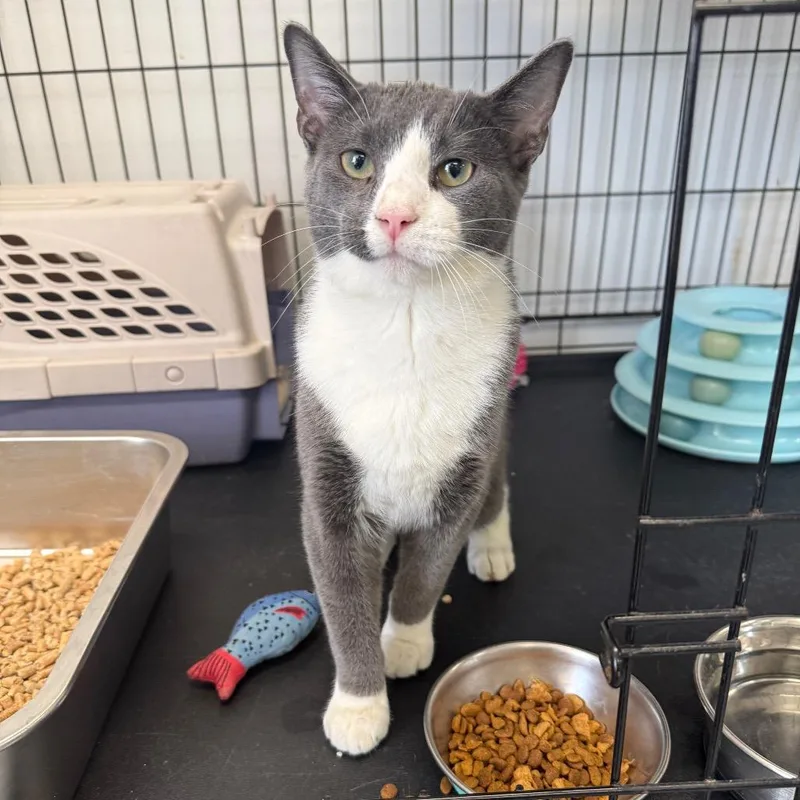 A young medium-sized male Gray / Blue / Silver Domestic Short Hair cat named Smokey for adoption in Houston, TX