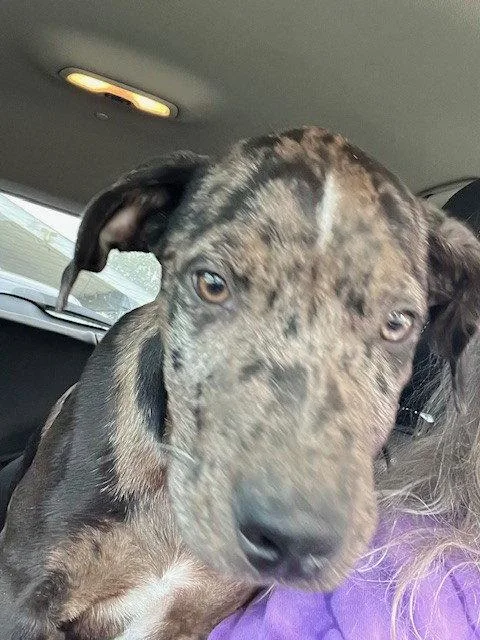 A baby large-sized female Labrador Retriever dog named Demitra for adoption in St. Louis, MO