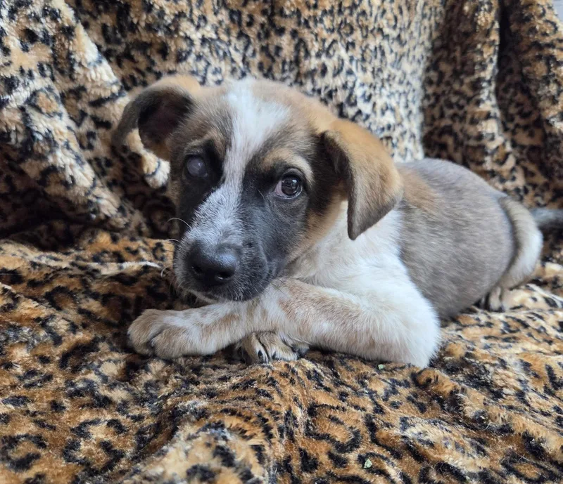 A young medium-sized female Australian Cattle Dog / Blue Heeler dog named Carly for adoption in El Centro, CA