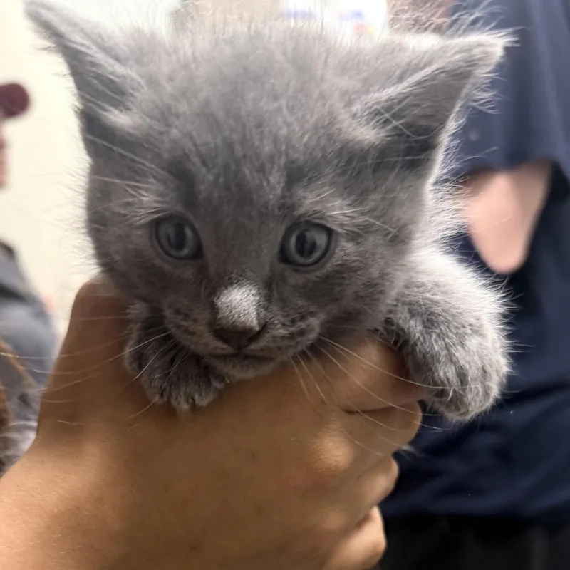 A baby small-sized male Gray / Blue / Silver Russian Blue cat named Gabe de Fluff for adoption in Waldorf, MD