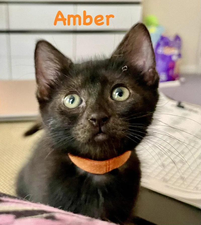 A baby medium-sized female Black Domestic Short Hair cat named Amber for adoption in Reston, VA