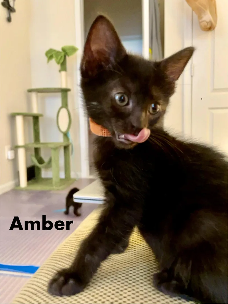 Amber thumbnail 2