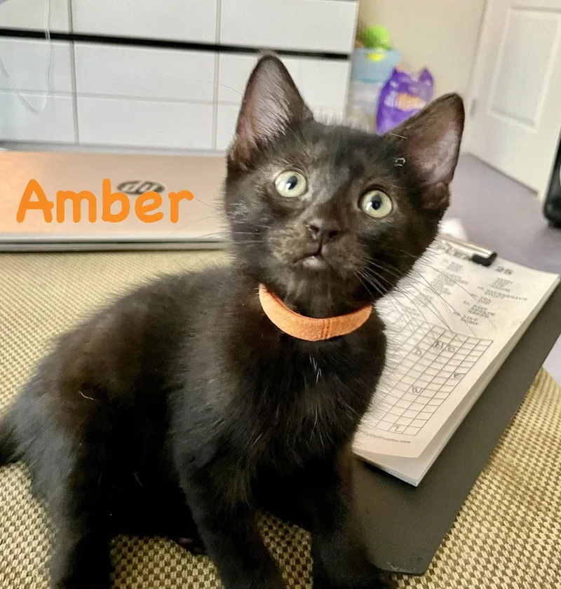 Amber thumbnail 3