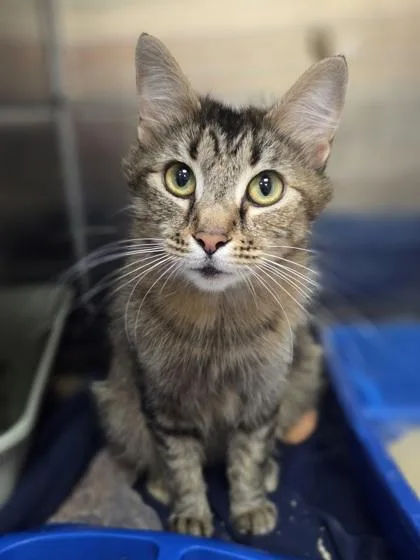 A young medium-sized female Domestic Medium Hair cat named Sassafrass for adoption in Westland, MI