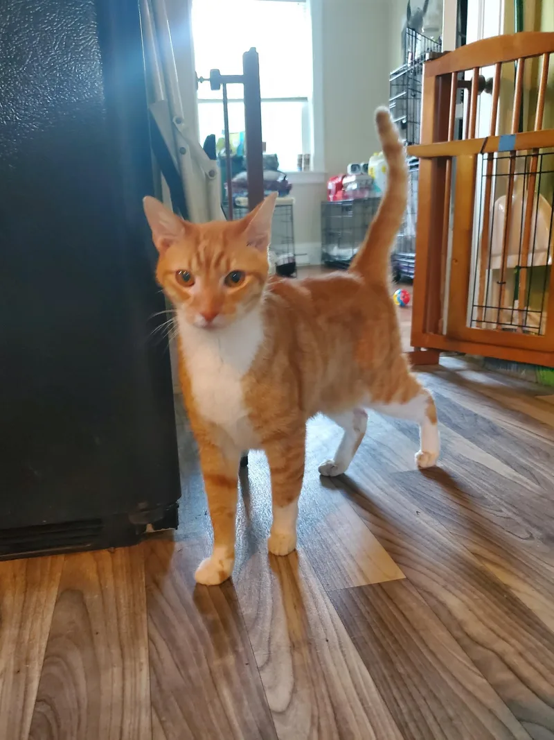 A senior large-sized male Orange & White American Shorthair cat named Mushu for adoption in North Chesterfield, VA
