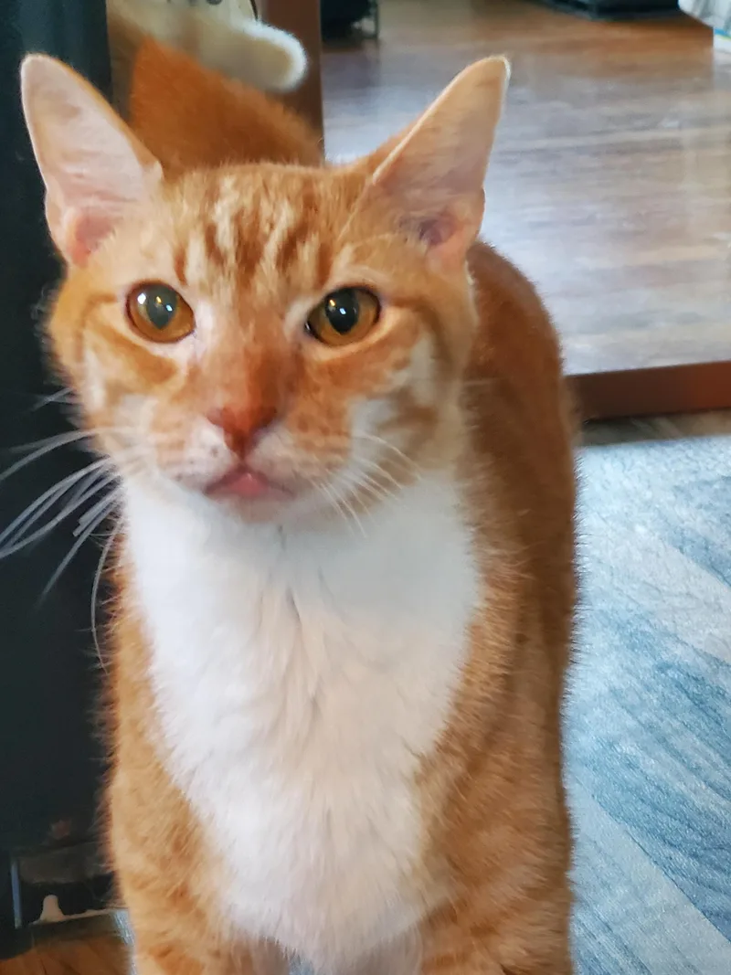 Mushu thumbnail 2