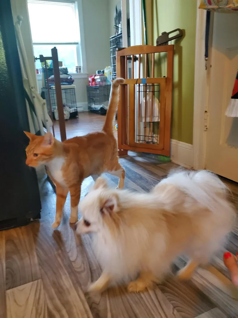 Mushu thumbnail 3