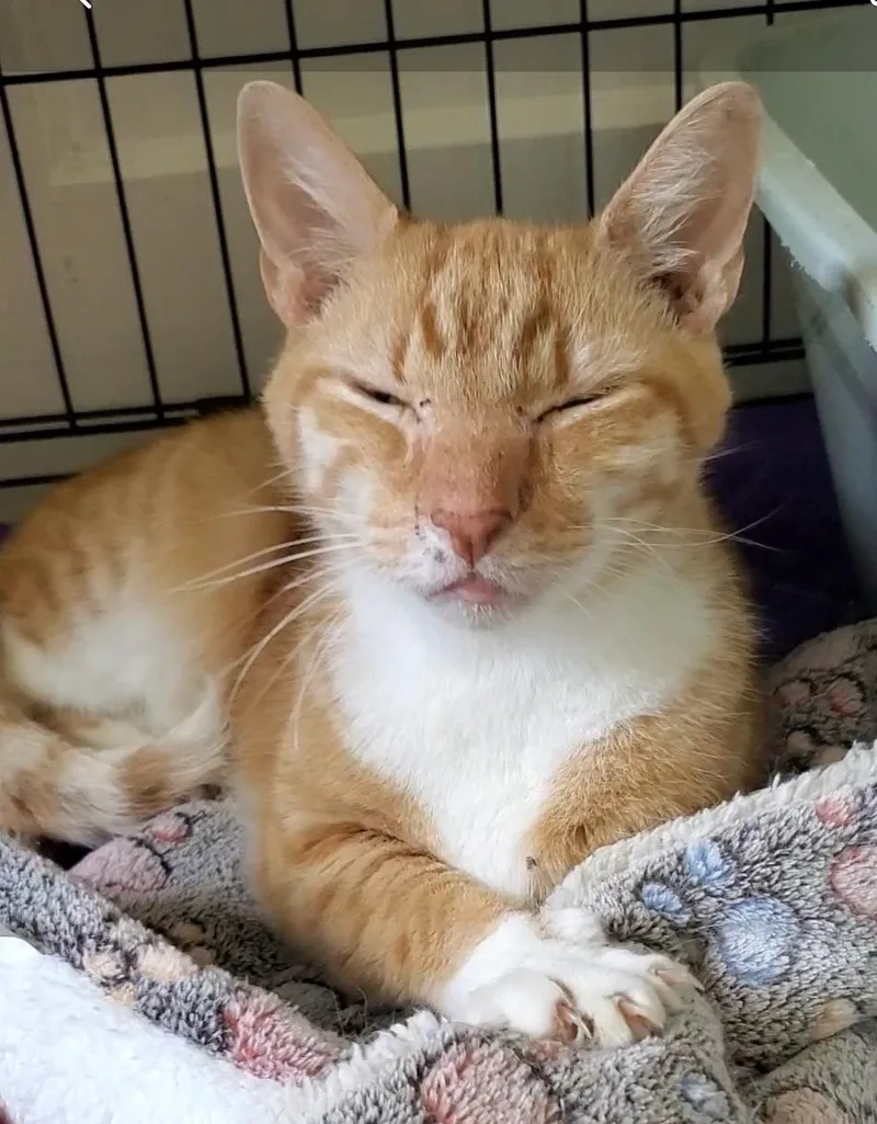 Mushu thumbnail 4
