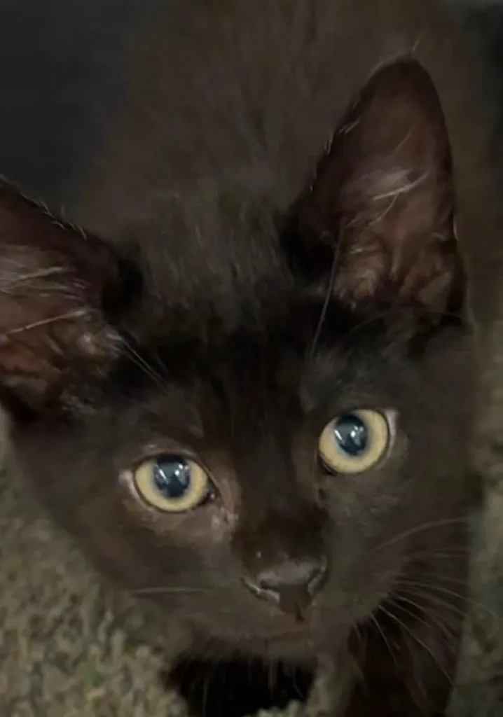 A baby small-sized female Domestic Short Hair cat named Poppy for adoption in Elizabethton, TN