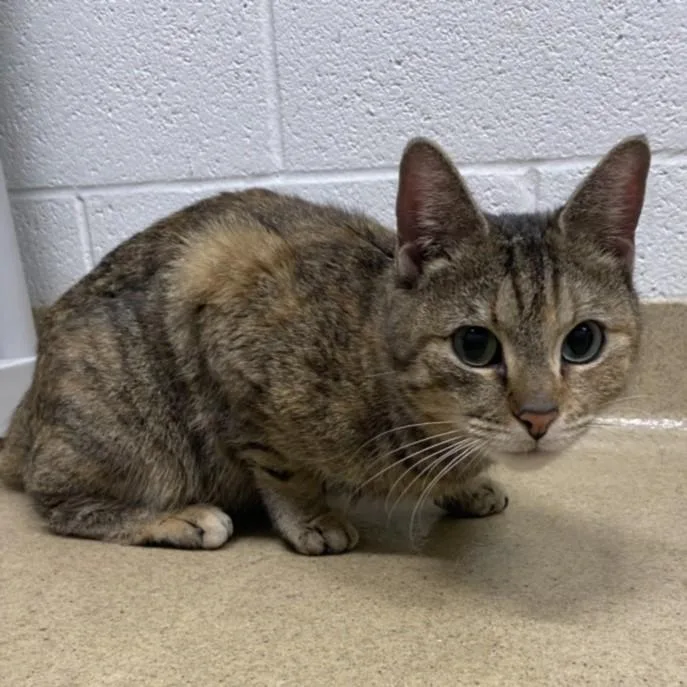 A young medium-sized female Domestic Short Hair cat named Runner for adoption in Derwood, MD