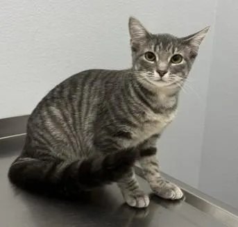 A baby medium-sized female Domestic Short Hair cat named Roslyn for adoption in Pella, IA