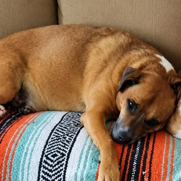 An adult large-sized female Brown / Chocolate Mixed Breed dog named Lucy for adoption in Columbus, NC