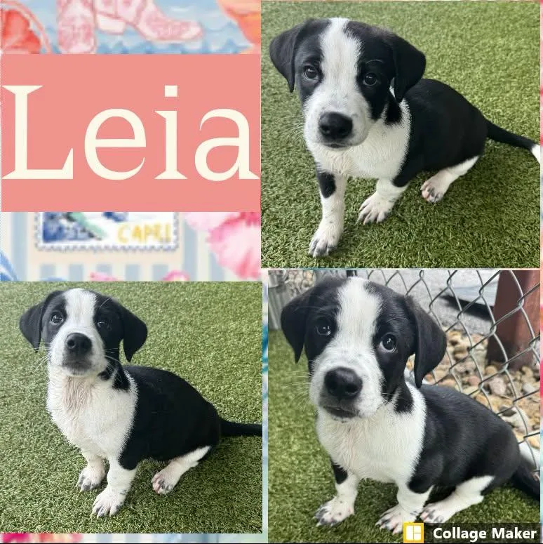 A baby medium-sized female Terrier dog named Leia for adoption in Clearfield, PA