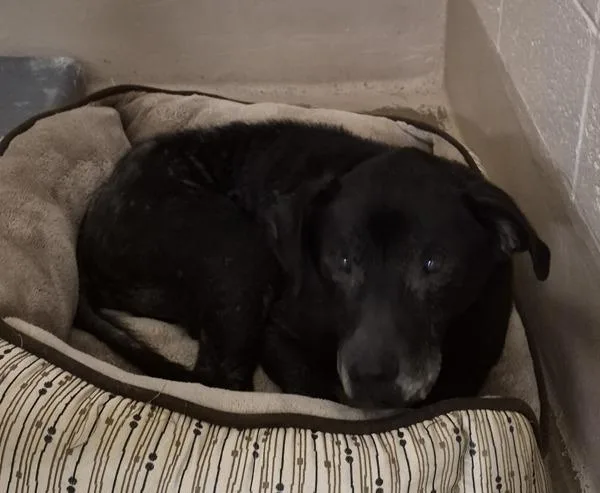 A senior large-sized male Labrador Retriever dog named Vc C Hw+ Ace for adoption in Lawrenceville, GA