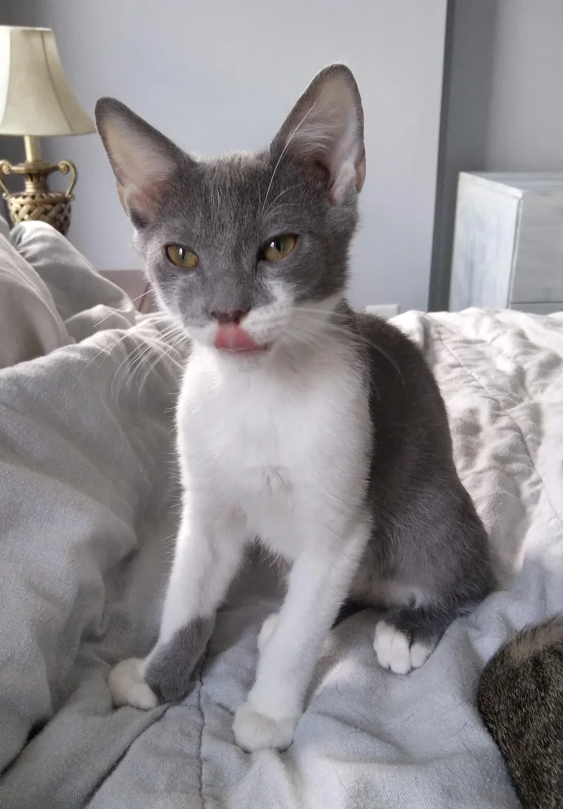 A baby medium-sized male Gray & White Domestic Short Hair cat named Officer Hightower for adoption in Nashville, TN