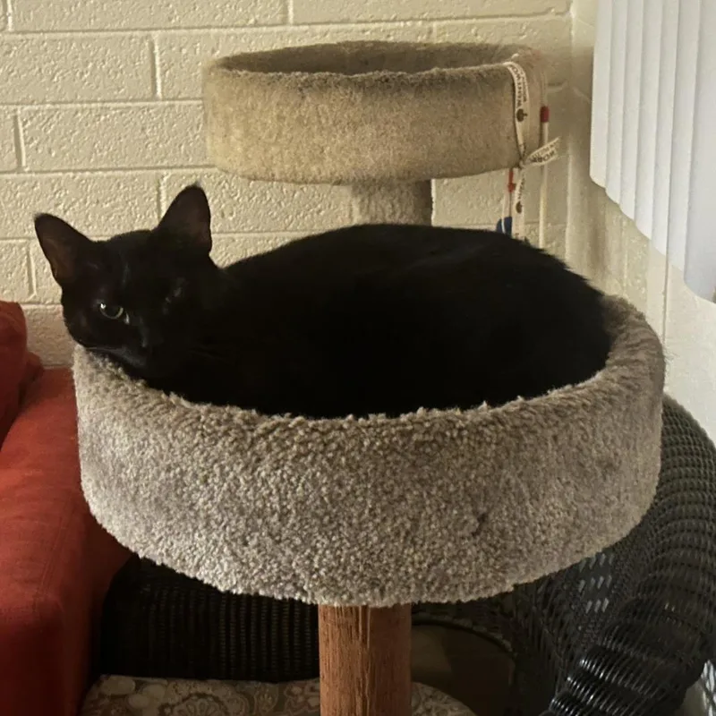 A senior large-sized female Black Domestic Short Hair cat named Lady Lucy for adoption in Tempe, AZ