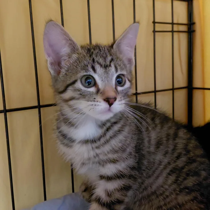 A baby small-sized female Brown / Chocolate Domestic Short Hair cat named Sky for adoption in Brighton, MO