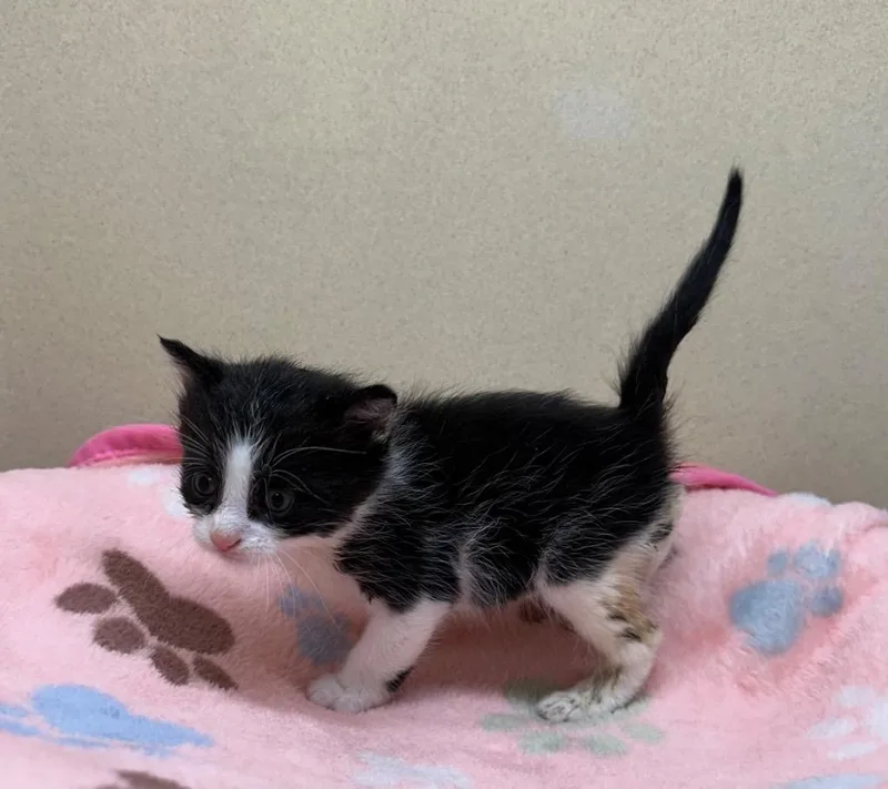 A baby small-sized female Domestic Short Hair cat named August for adoption in Washington Court House, OH