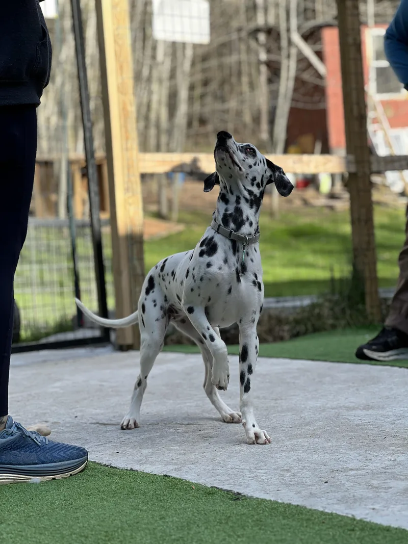 A young medium-sized female Dalmatian dog named Valarie for adoption in Bowdoin, ME