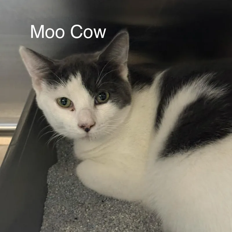 Moo Cow