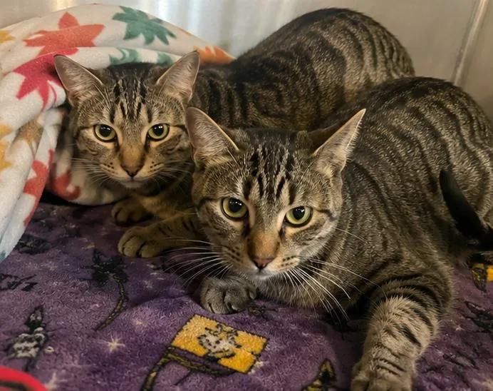 An adult medium-sized female Tabby (Brown / Chocolate) Domestic Short Hair cat named Sassy And Jacks for adoption in Cibolo, TX