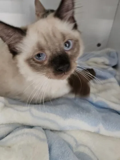 A young small-sized male Himalayan cat named Castle for adoption in Clarks Summit, PA