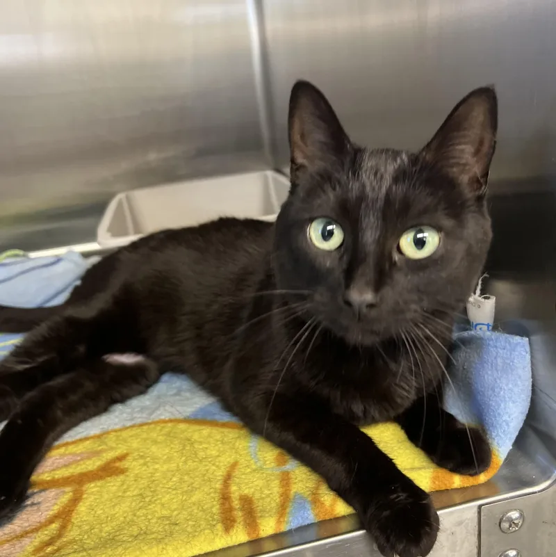 An adult medium-sized female Domestic Short Hair cat named Winifred for adoption in Mount Pleasant, MI