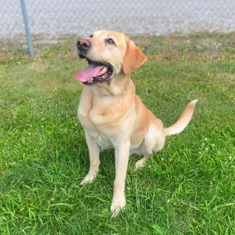 Hank