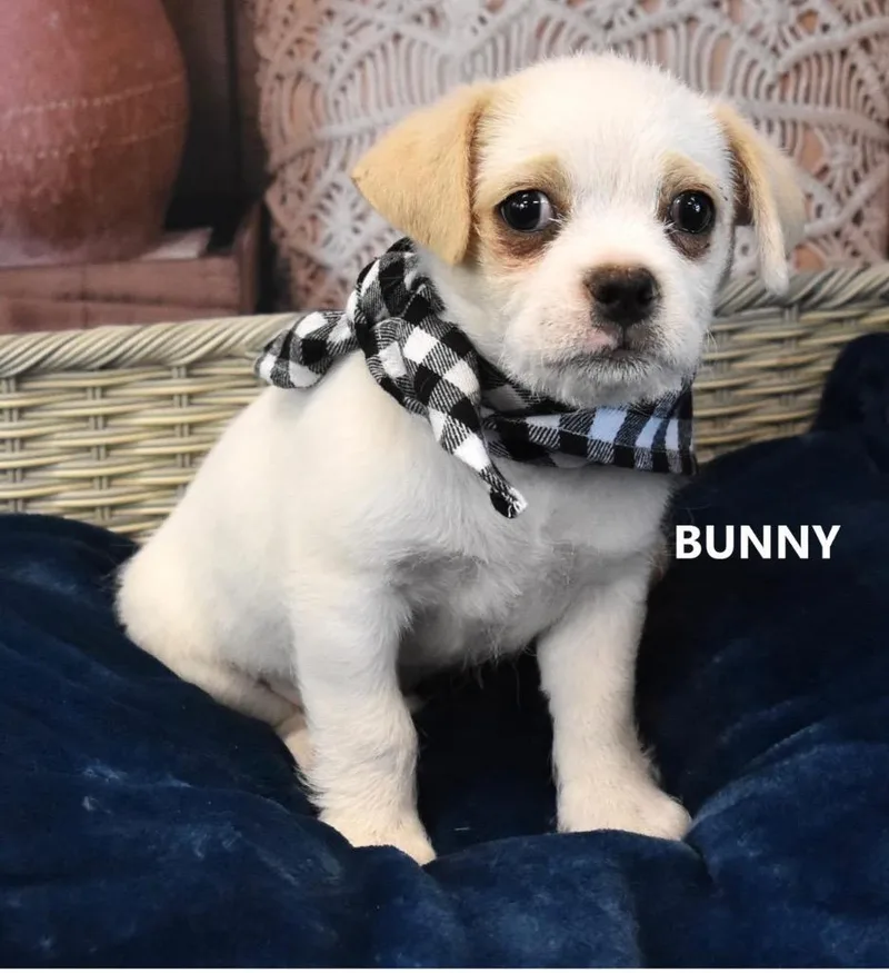 Bunny