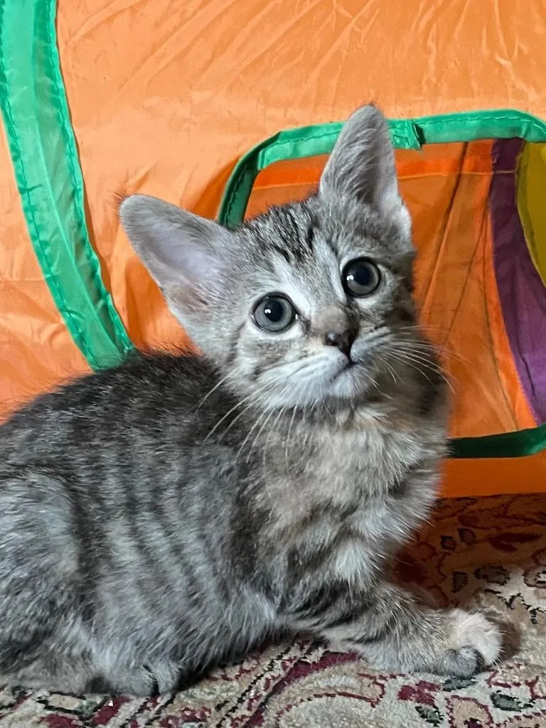A baby small-sized female Domestic Short Hair cat named Ducky for adoption in Newaygo, MI
