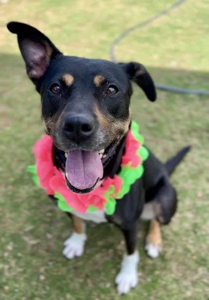 An adult medium-sized female Labrador Retriever dog named Nikki for adoption in McKinney, TX