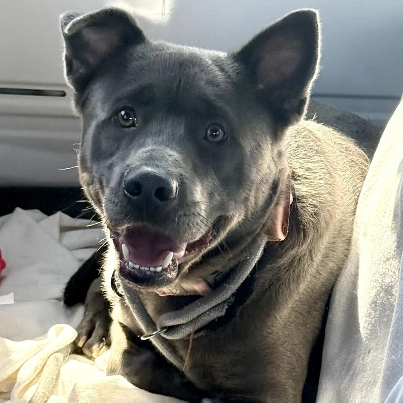 An adult medium-sized male Gray / Blue / Silver Mixed Breed dog named Eeyore Fc for adoption in Union, MO