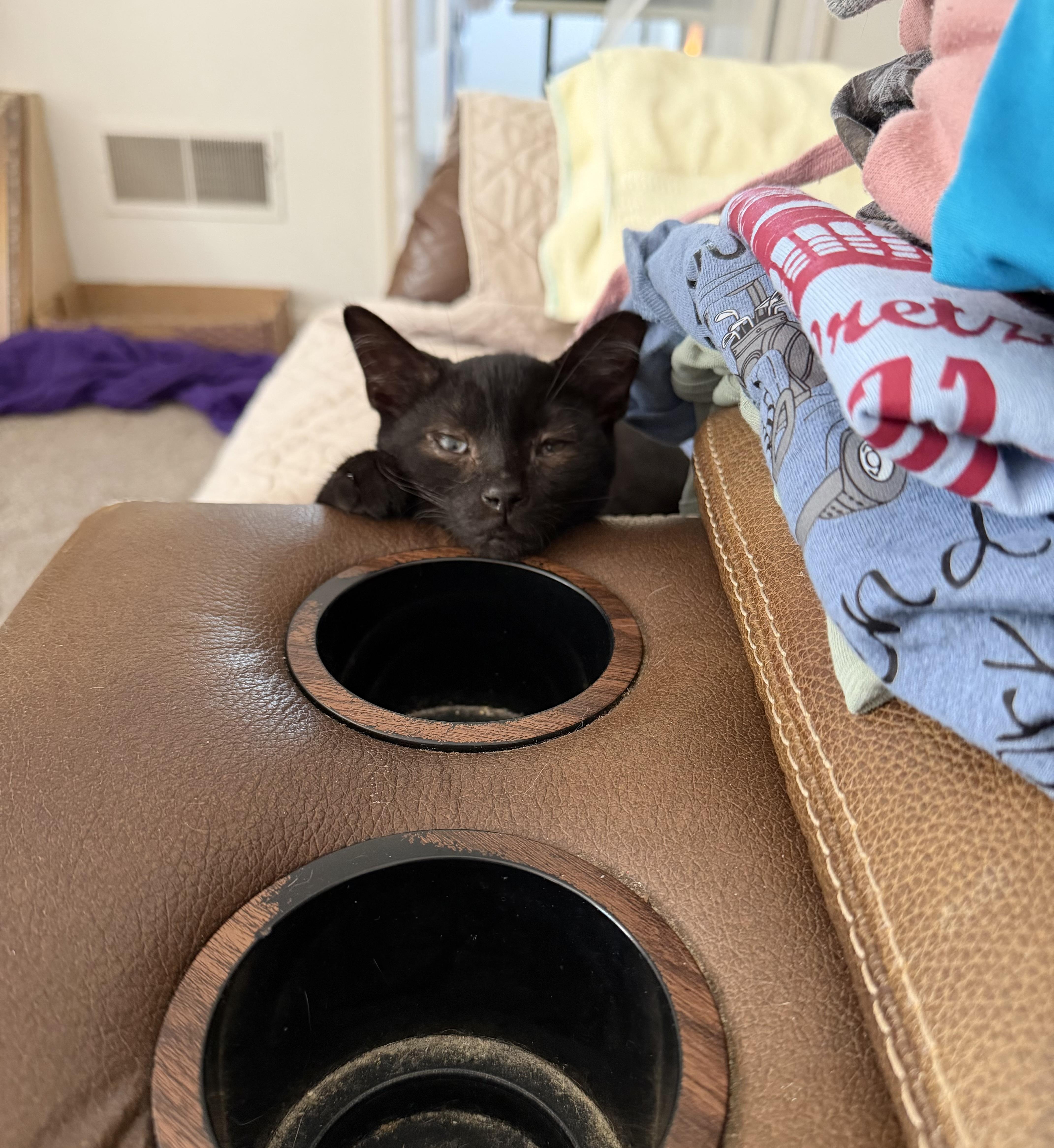 A baby medium-sized male Black Domestic Short Hair cat named Little Guy for adoption in Mechanicsburg, PA