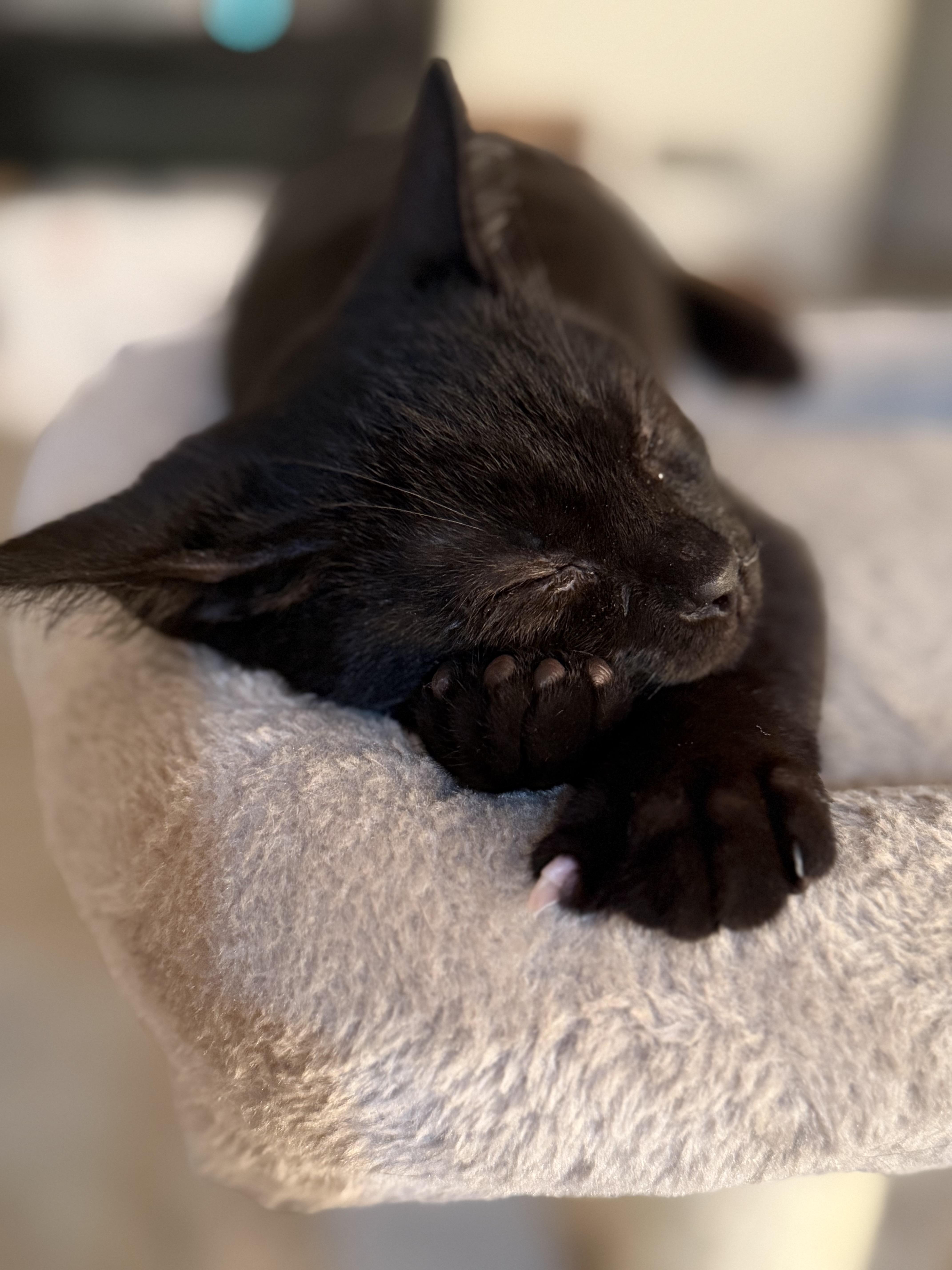 Little Guy thumbnail 2