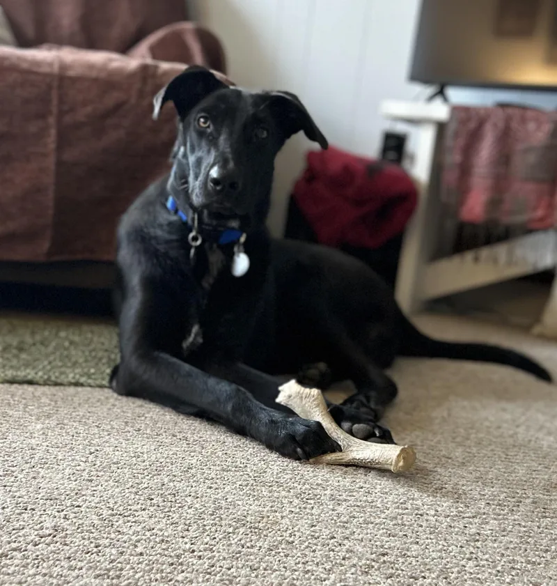A young large-sized male Black Labrador Retriever dog named Howie for adoption in Warrington, PA