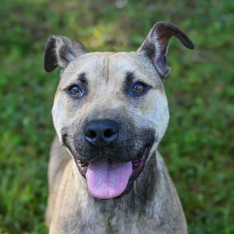 A young medium-sized female Mountain Cur dog named Samantha for adoption in Blairsville, GA
