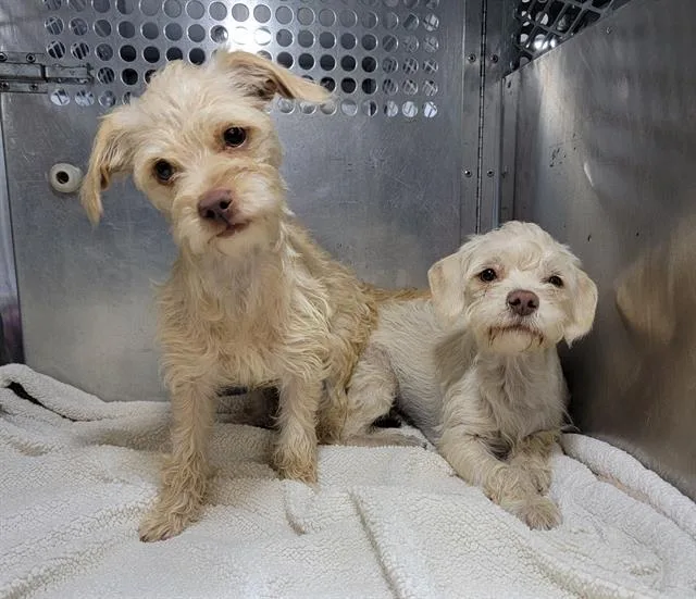 A young small-sized female Parson Russell Terrier dog named Kiwi for adoption in Tustin, CA