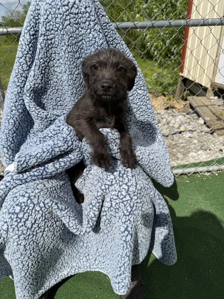 A baby small-sized male Gray / Blue / Silver Chihuahua dog named Link for adoption in Waterloo, IL