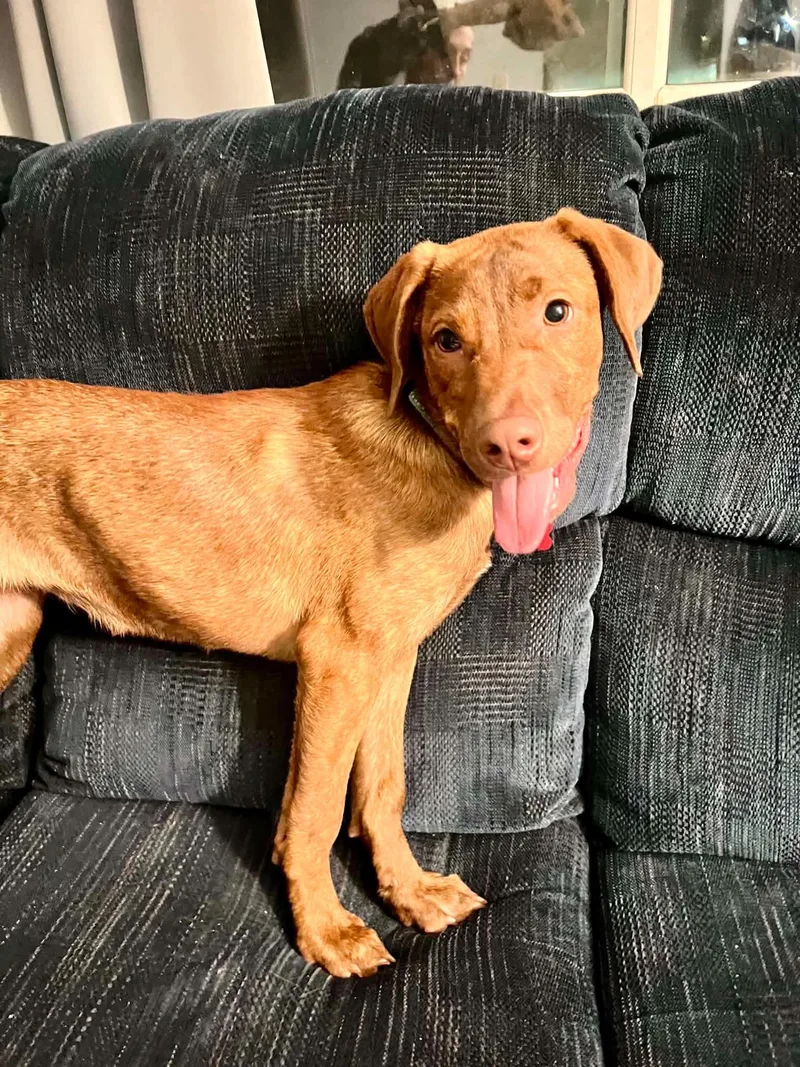 A baby medium-sized female Golden Labrador Retriever dog named Grace for adoption in Dysart, IA