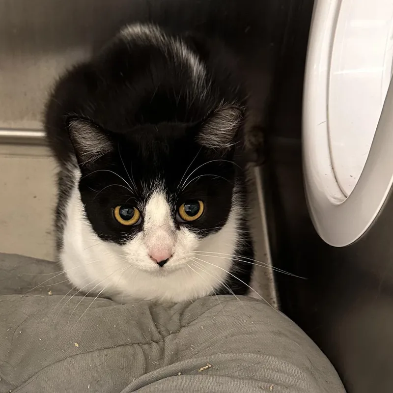 A young medium-sized female Black Domestic Short Hair cat named Countess for adoption in East Smithfield , PA