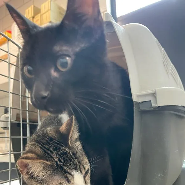 A young small-sized male Domestic Short Hair cat named Duke for adoption in Des Moines, IA
