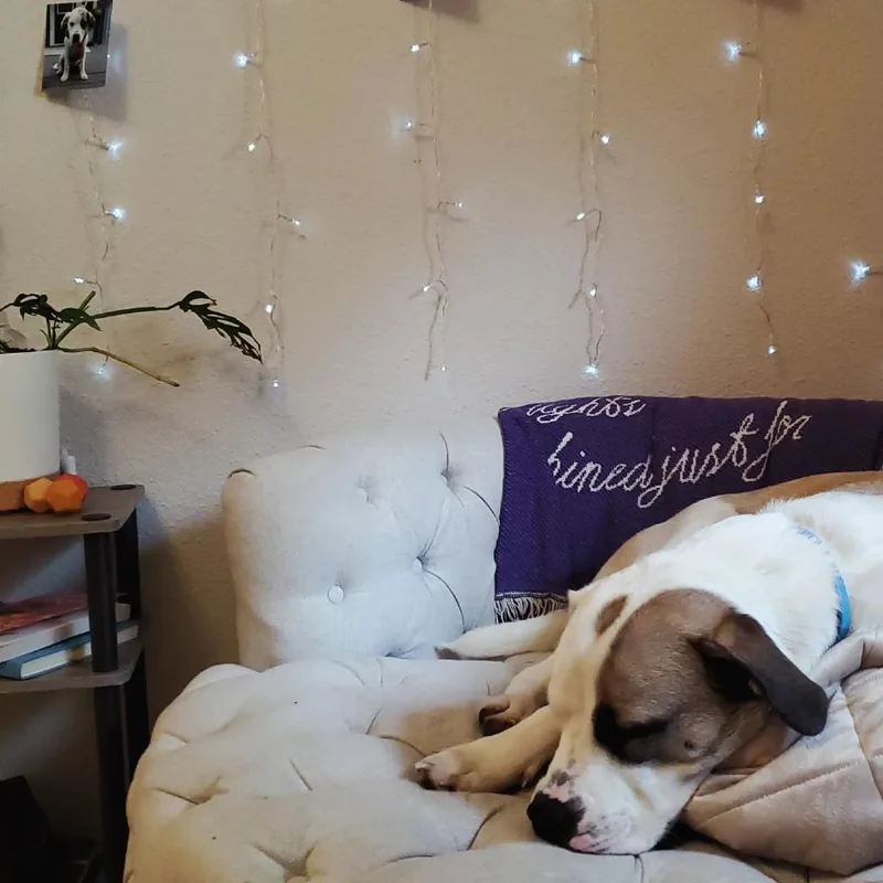 A young large-sized female White / Cream Anatolian Shepherd dog named Skye for adoption in Bend, OR