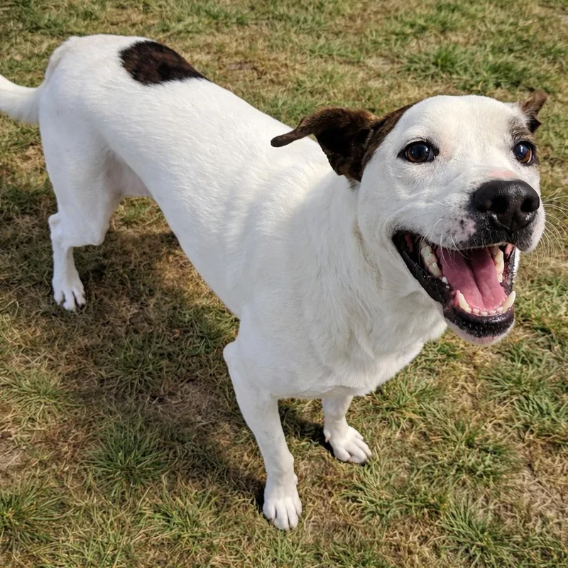 Firework thumbnail 3