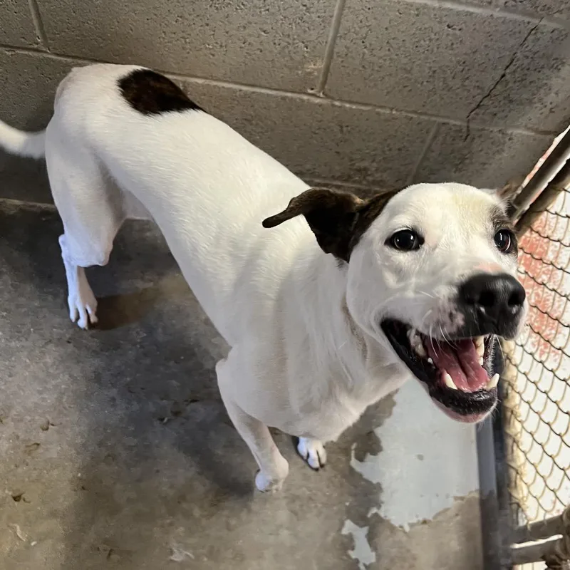 Firework thumbnail 4