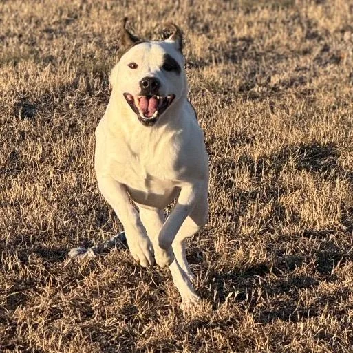 Firework thumbnail 5