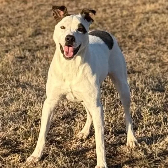 Firework thumbnail 6