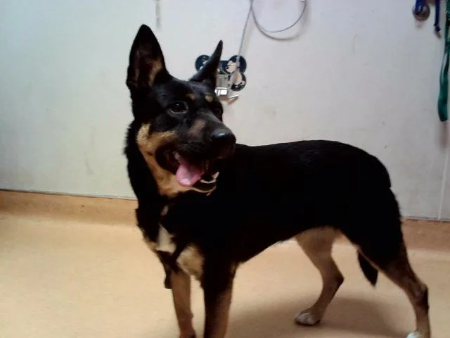 A young medium-sized female German Shepherd Dog dog named A for adoption in Martinez, CA