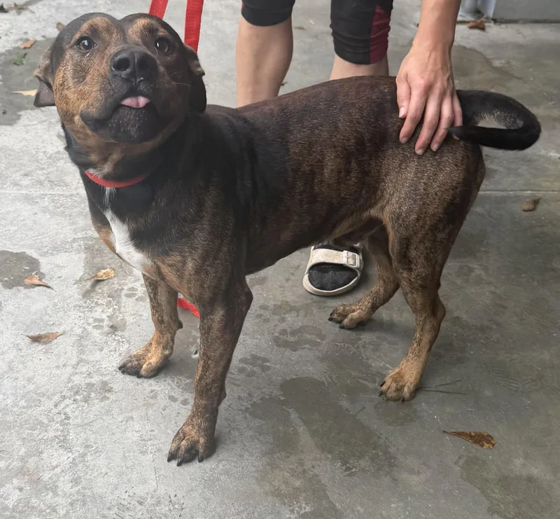 An adult medium-sized male American Bulldog dog named Tank for adoption in Elizabethtown, NC