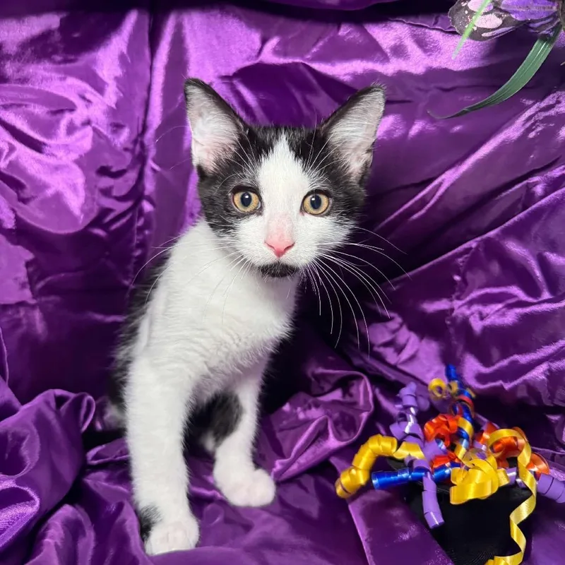 A baby small-sized male Black Domestic Short Hair cat named Hatches oodle for adoption in Eaton Rapids, MI