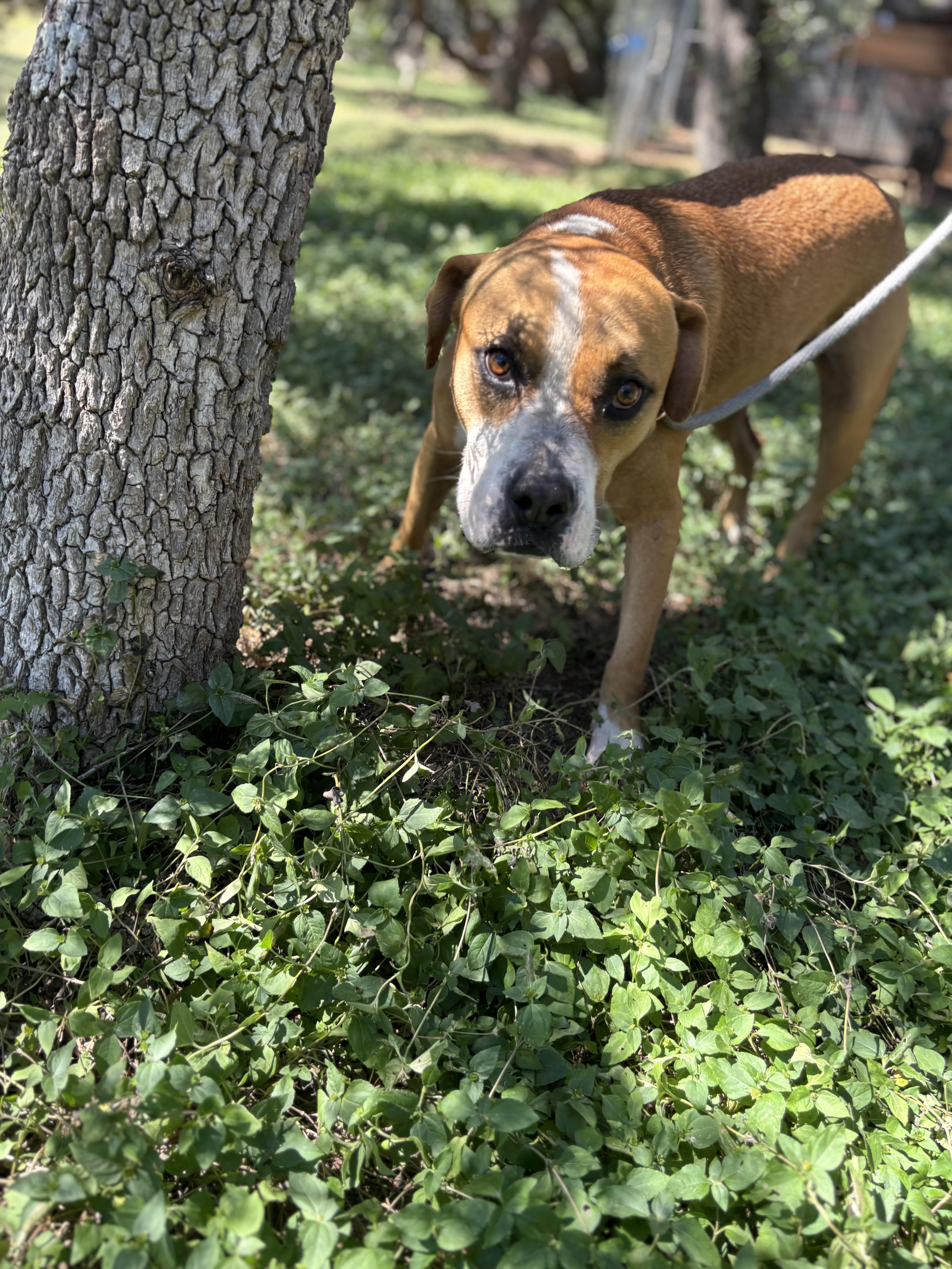 An adult large-sized male Boxer dog named Douglas for adoption in Blanco, TX